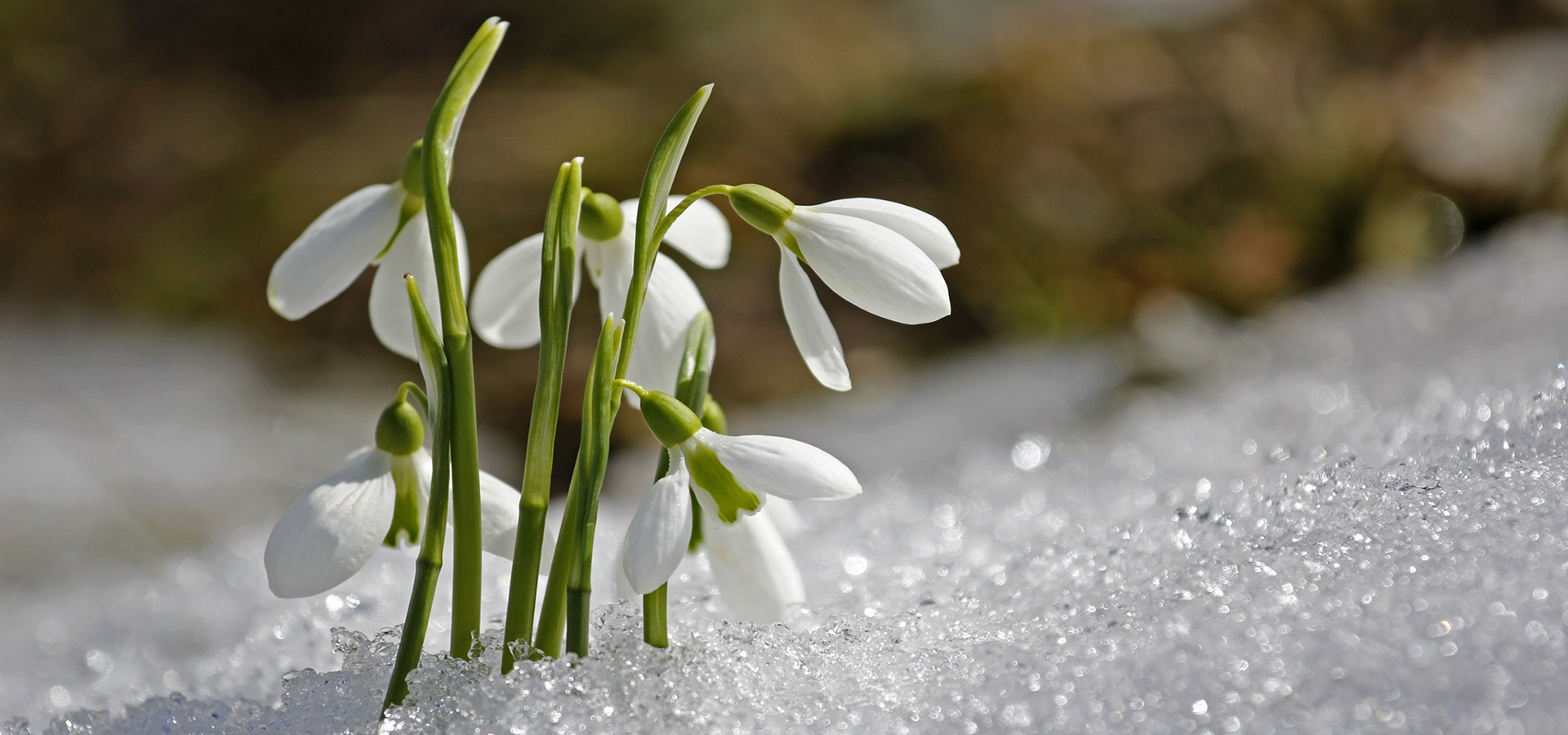 Garden calendar