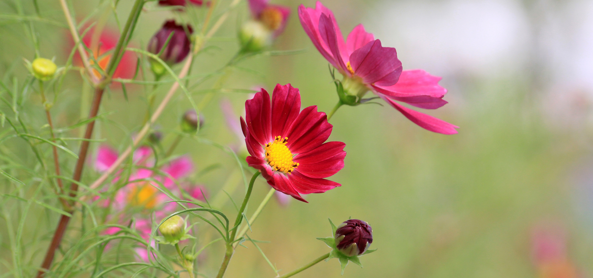 Garden calendar